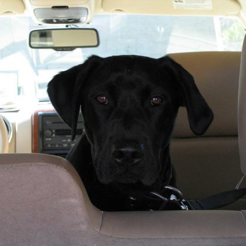 Jazz-Warrior-Hamilton-The-Family-Dog